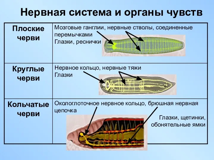 Нервная система и органы чувств