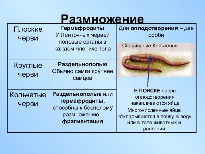 Размножение Многочисленные яйца откладываются в почву, в воду или в теле животных и растений