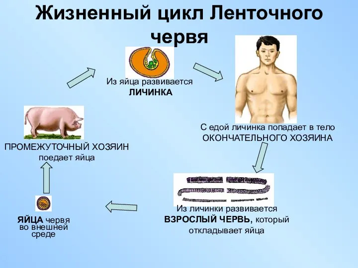 Жизненный цикл Ленточного червя Из личинки развивается ВЗРОСЛЫЙ ЧЕРВЬ, который откладывает яйца