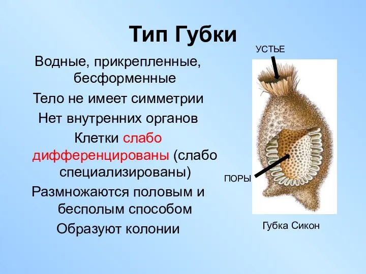 Тип Губки Водные, прикрепленные, бесформенные Тело не имеет симметрии Нет внутренних