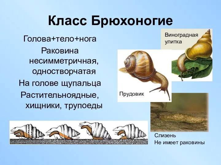 Класс Брюхоногие Голова+тело+нога Раковина несимметричная, одностворчатая На голове щупальца Растительноядные, хищники, трупоеды