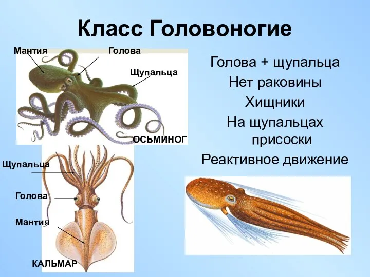 Класс Головоногие Голова + щупальца Нет раковины Хищники На щупальцах присоски Реактивное движение