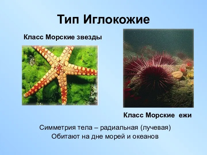 Тип Иглокожие Класс Морские звезды Класс Морские ежи Симметрия тела –