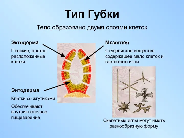 Тип Губки Тело образовано двумя слоями клеток