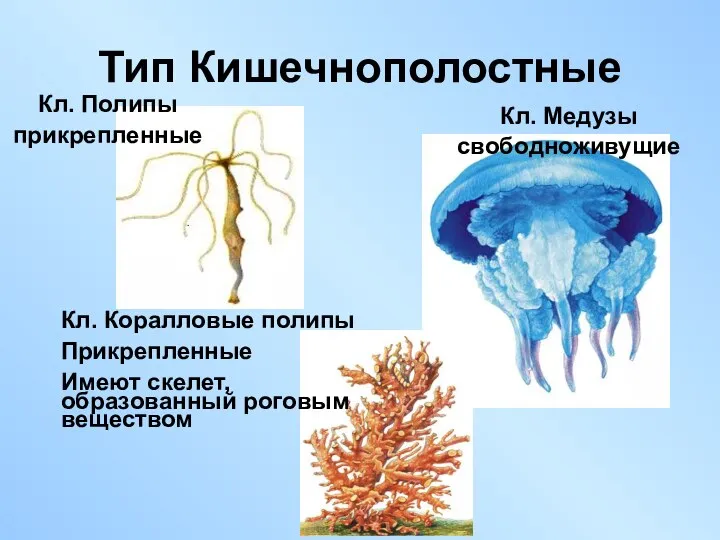 Тип Кишечнополостные Кл. Полипы прикрепленные Кл. Коралловые полипы Прикрепленные Имеют скелет, образованный роговым веществом