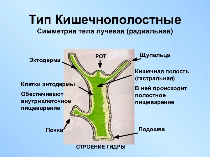 Тип Кишечнополостные Симметрия тела лучевая (радиальная) РОТ Щупальца Кишечная полость (гастральная)