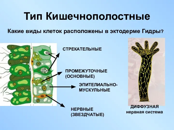 Тип Кишечнополостные Какие виды клеток расположены в эктодерме Гидры? СТРЕКАТЕЛЬНЫЕ ПРОМЕЖУТОЧНЫЕ (ОСНОВНЫЕ) ЭПИТЕЛИАЛЬНО-МУСКУЛЬНЫЕ НЕРВНЫЕ (ЗВЕЗДЧАТЫЕ)