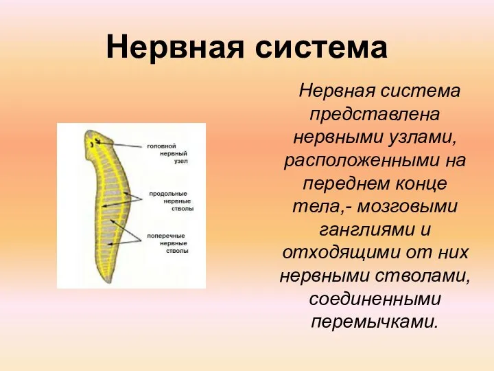 Нервная система Нервная система представлена нервными узлами, расположенными на переднем конце