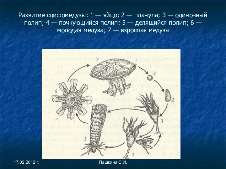 Развитие сцифомедузы: 1 — яйцо; 2 — планула; 3 — одиночный