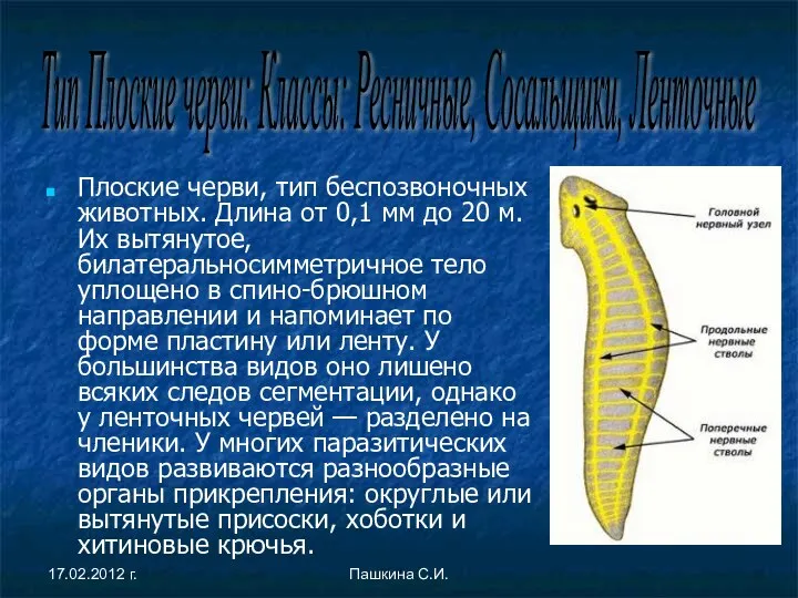 Плоские черви, тип беспозвоночных животных. Длина от 0,1 мм до 20