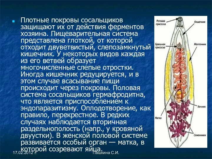 Плотные покровы сосальщиков защищают их от действия ферментов хозяина. Пищеварительная система