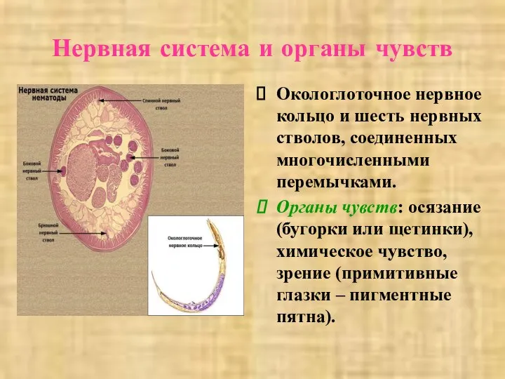 Нервная система и органы чувств Окологлоточное нервное кольцо и шесть нервных