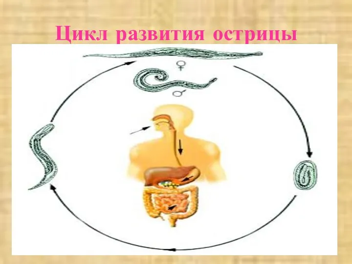 Цикл развития острицы