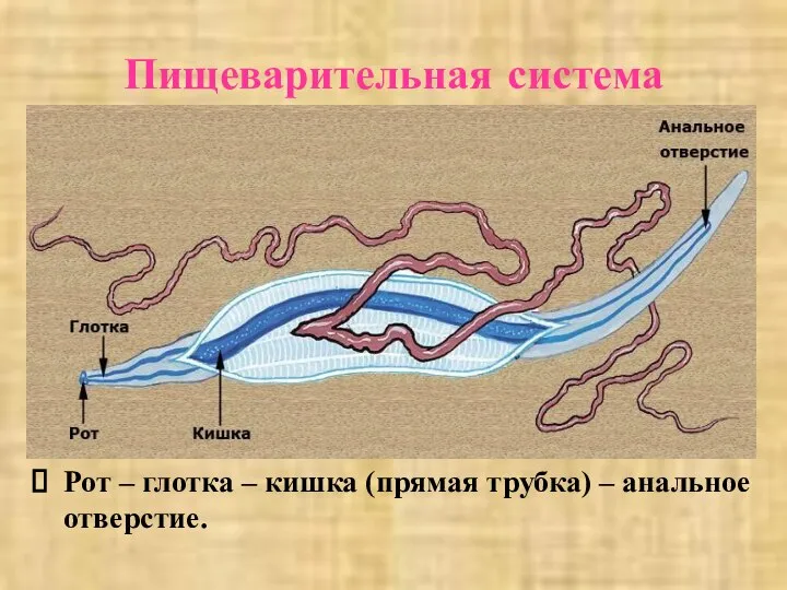 Пищеварительная система Рот – глотка – кишка (прямая трубка) – анальное отверстие.