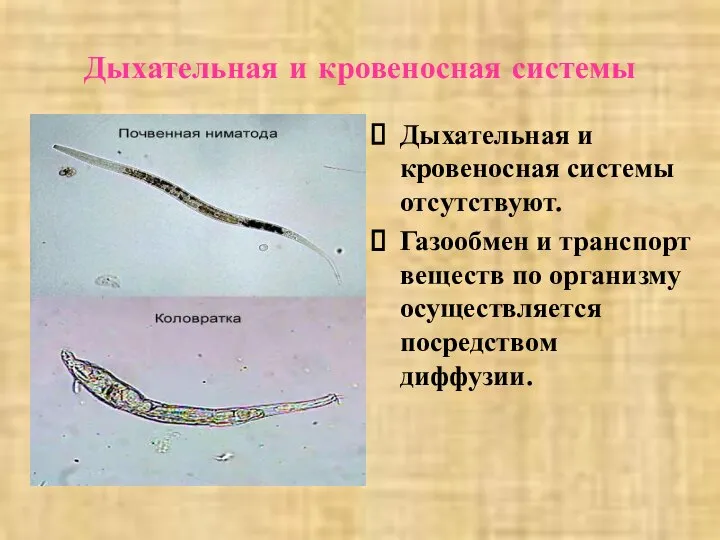 Дыхательная и кровеносная системы Дыхательная и кровеносная системы отсутствуют. Газообмен и