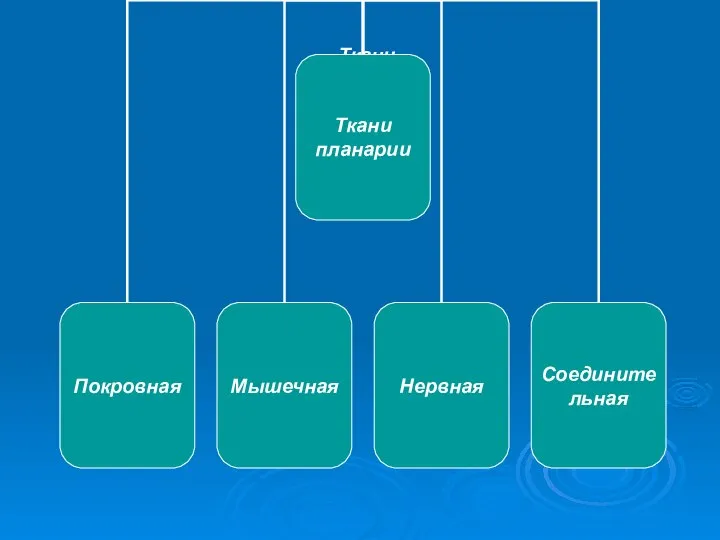 Ткани планарии