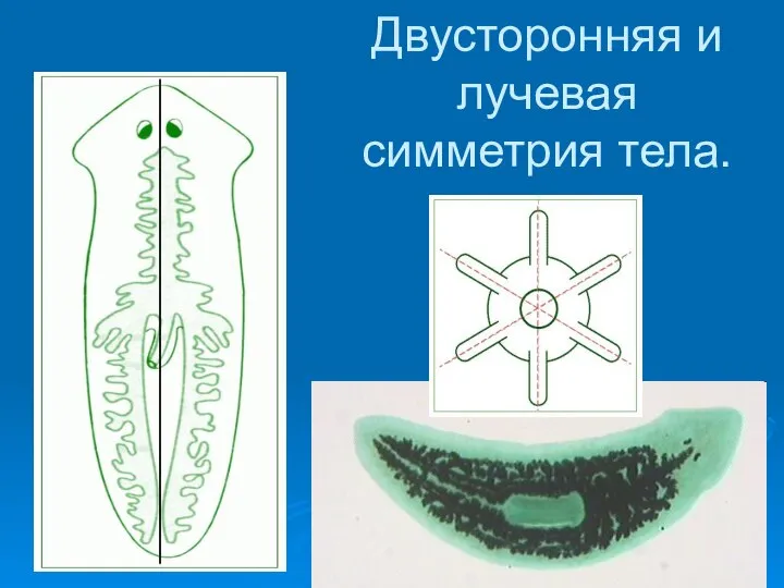 Двусторонняя и лучевая симметрия тела.