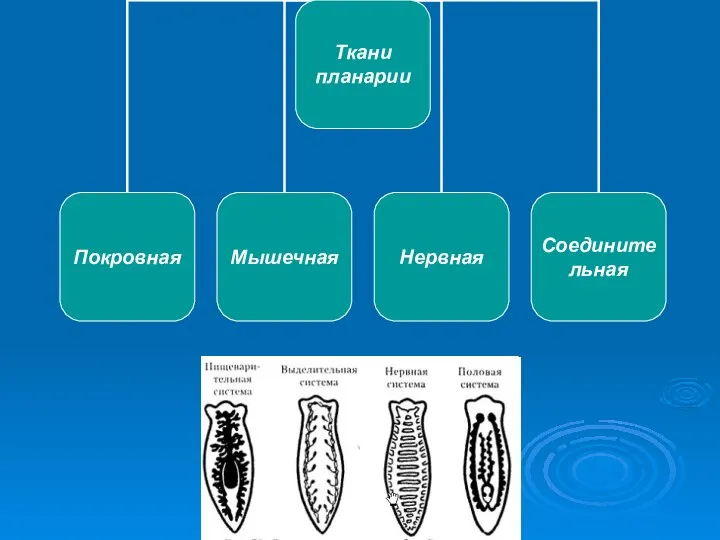 Ткани планарии