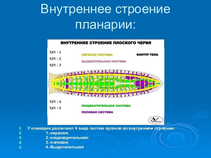 Внутреннее строение планарии: У планарии различают 4 вида систем органов во