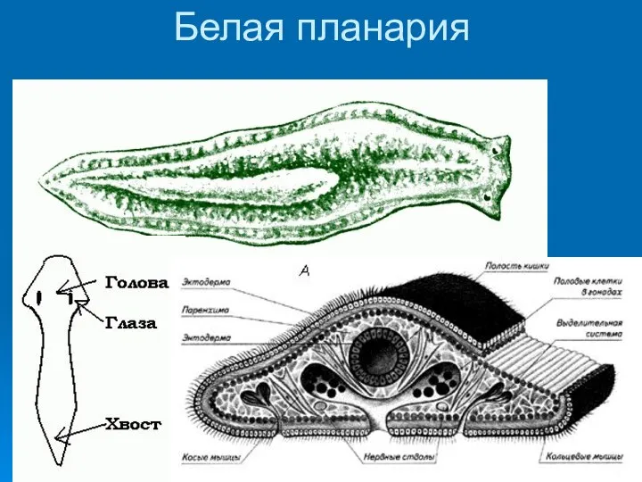 Белая планария