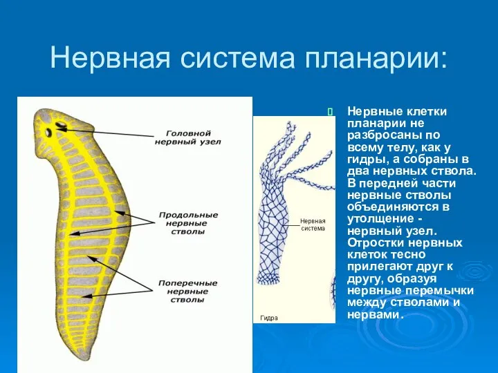 Нервная система планарии: Нервные клетки планарии не разбросаны по всему телу,