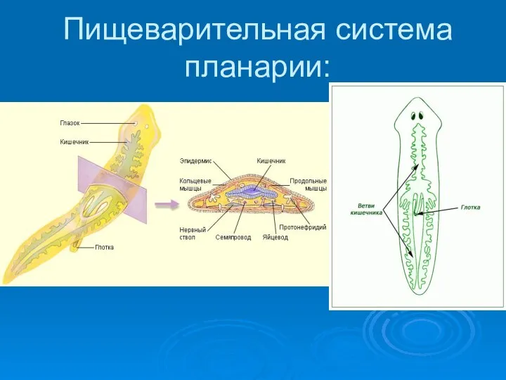 Пищеварительная система планарии: