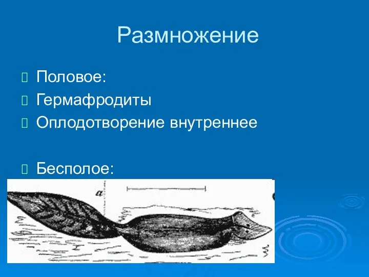 Размножение Половое: Гермафродиты Оплодотворение внутреннее Бесполое: