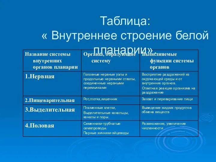 Таблица: « Внутреннее строение белой планарии».