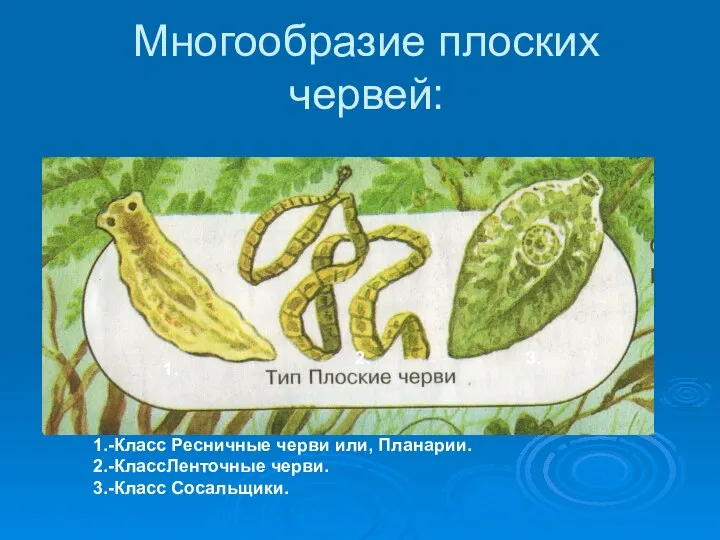 Многообразие плоских червей: 1. 2. 3. 1.-Класс Ресничные черви или, Планарии. 2.-КлассЛенточные черви. 3.-Класс Сосальщики.