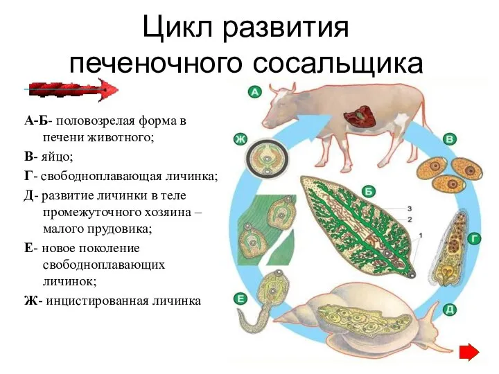 Цикл развития печеночного сосальщика http://files.school-collection.edu.ru/dlrstore/7b16e902-0a01-022a-00fe-255805b98853/%5BBIO7_05-16%5D_%5BMA_01%5D.swf А-Б- половозрелая форма в печени животного;