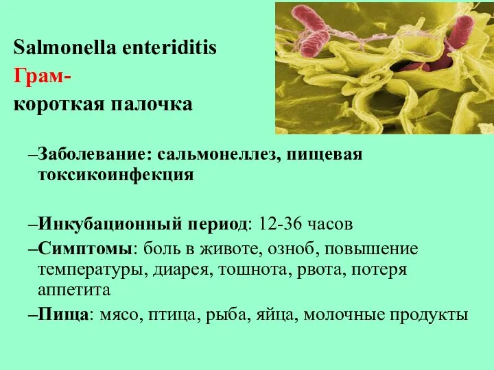 Salmonella enteriditis Грам- короткая палочка Заболевание: сальмонеллез, пищевая токсикоинфекция Инкубационный период: