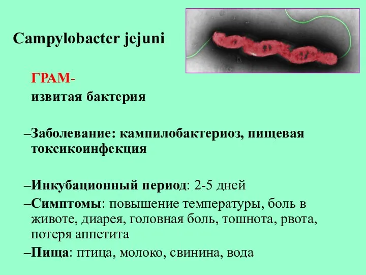 Campylobacter jejuni ГРАМ- извитая бактерия Заболевание: кампилобактериоз, пищевая токсикоинфекция Инкубационный период: