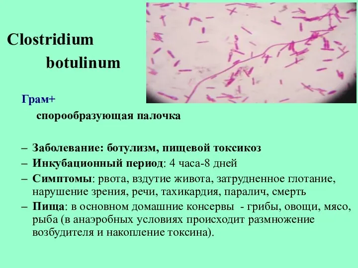 Clostridium botulinum Грам+ спорообразующая палочка Заболевание: ботулизм, пищевой токсикоз Инкубационный период: