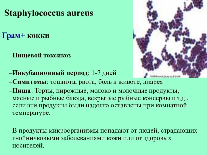Staphylococcus aureus Грам+ кокки Пищевой токсикоз Инкубационный период: 1-7 дней Симптомы: