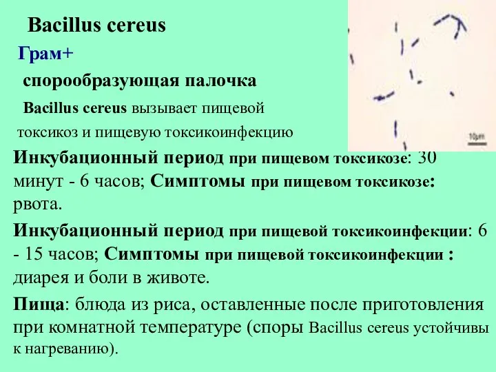 Bacillus cereus Грам+ спорообразующая палочка Bacillus cereus вызывает пищевой токсикоз и