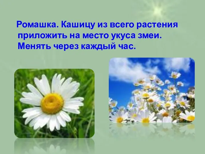 Ромашка. Кашицу из всего растения приложить на место укуса змеи. Менять через каждый час.