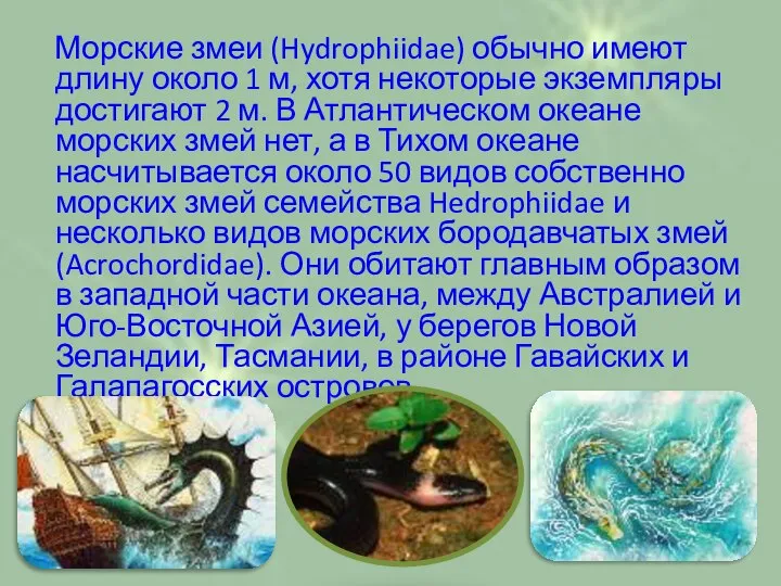 Морские змеи (Hydrophiidae) обычно имеют длину около 1 м, хотя некоторые