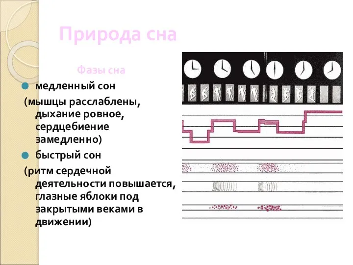 Природа сна Фазы сна медленный сон (мышцы расслаблены, дыхание ровное, сердцебиение