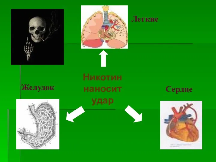 Никотин наносит удар Легкие Желудок Сердце