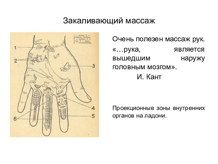 Закаливающий массаж Очень полезен массаж рук. «…рука, является вышедшим наружу головным