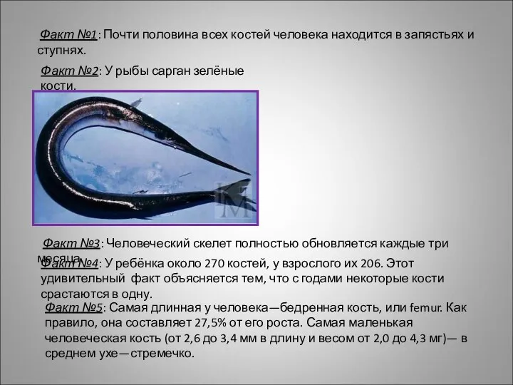 Факт №1: Почти половина всех костей человека находится в запястьях и