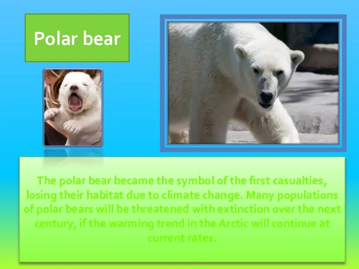 The polar bear became the symbol of the first casualties, losing