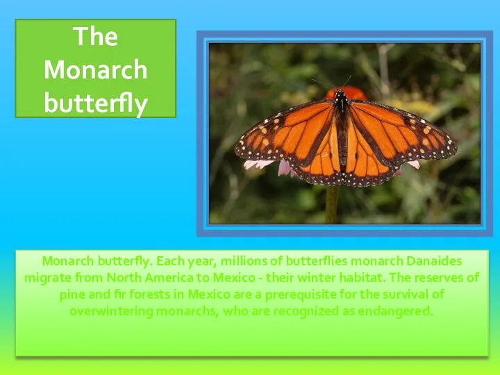 Monarch butterfly. Each year, millions of butterflies monarch Danaides migrate from