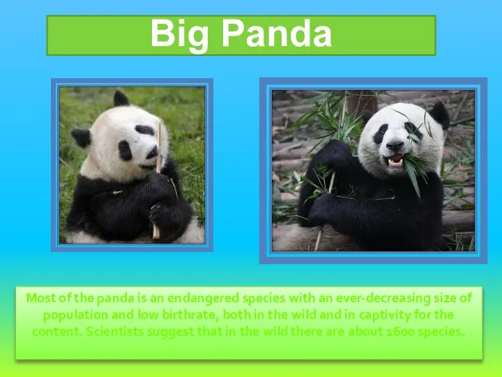 Most of the panda is an endangered species with an ever-decreasing