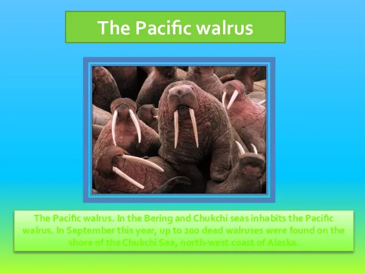 The Pacific walrus. In the Bering and Chukchi seas inhabits the