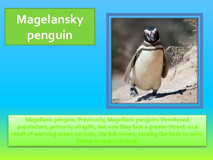 Magellanic penguin. Previously, Magellanic penguins threatened populations, primarily oil spills, but