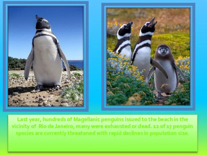 Last year, hundreds of Magellanic penguins issued to the beach in