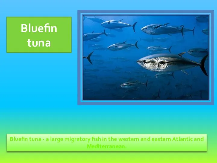 Bluefin tuna - a large migratory fish in the western and