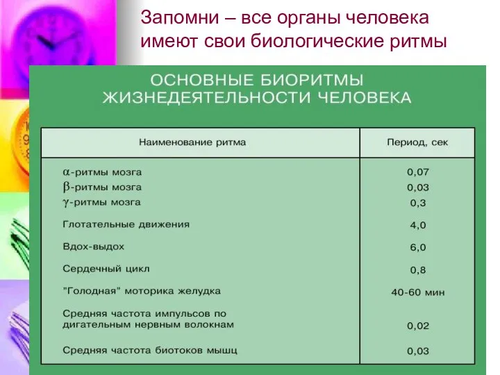 Запомни – все органы человека имеют свои биологические ритмы