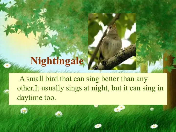 Nightingale A small bird that can sing better than any other.It